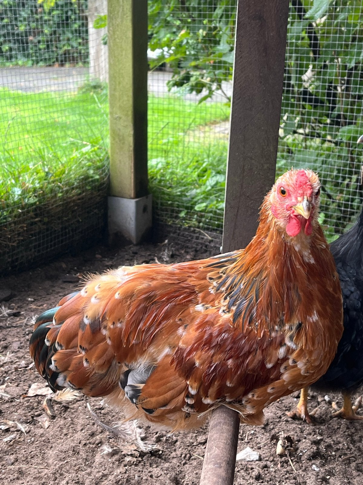 Jong haantje, kriel Wyandotte, Dieren en Toebehoren, Pluimvee, Mannelijk, Kip