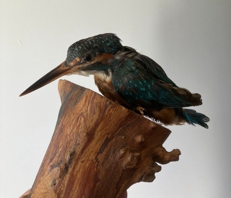 Fraaie opgezette IJsvogel Taxidermie op houten stam en voet, Ophalen, Vogel, Opgezet dier
