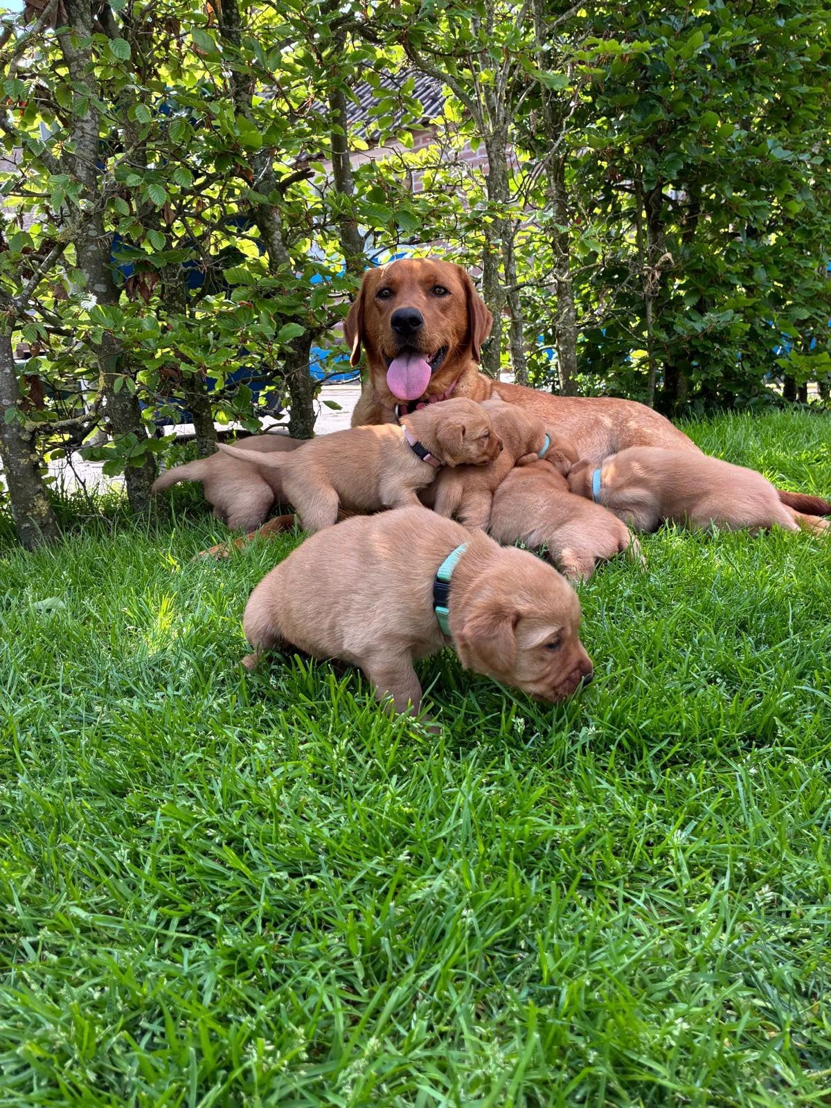 Red fox (redfox) labrador puppy's, Reu, 8 tot 15 weken, Labrador retriever, Eén hond