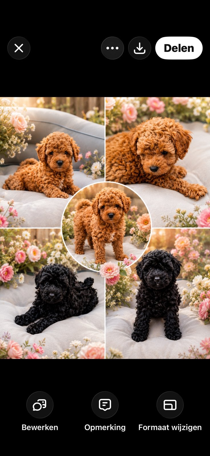 Mini Labradoodle, Dieren en Toebehoren, Honden | Chihuahua's en Gezelschapshonden, Overige rassen, 8 tot 15 weken, Parvo, Meerdere