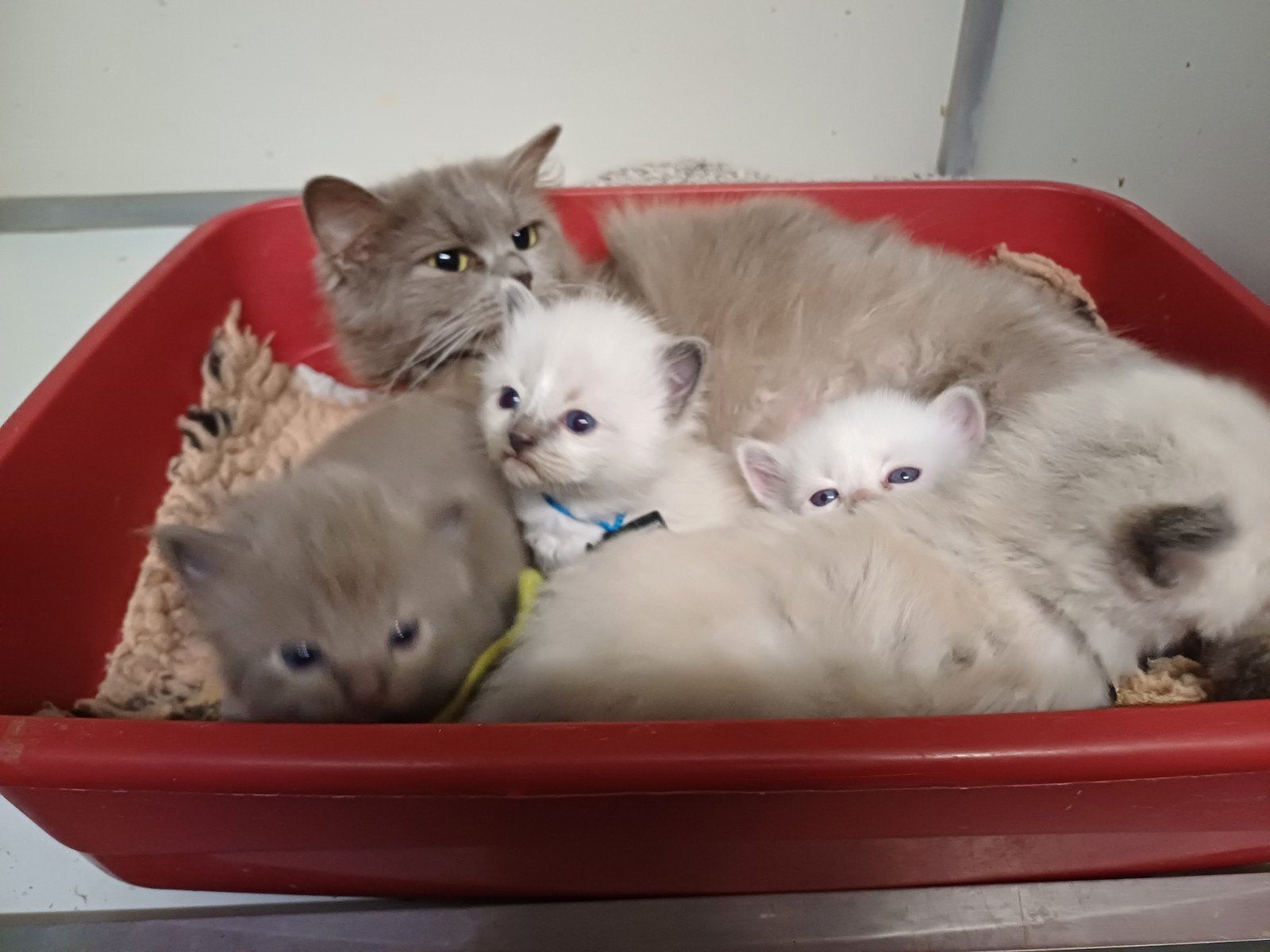 Verwacht Ragdol kittens!!! + Stamboom, Meerdere dieren, Met stamboom, 0 tot 2 jaar