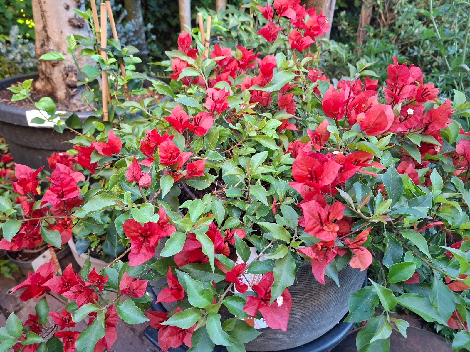 Prachtige Bouganville..rood/oranje..zie onder, Ophalen, Overige soorten, Volle zon