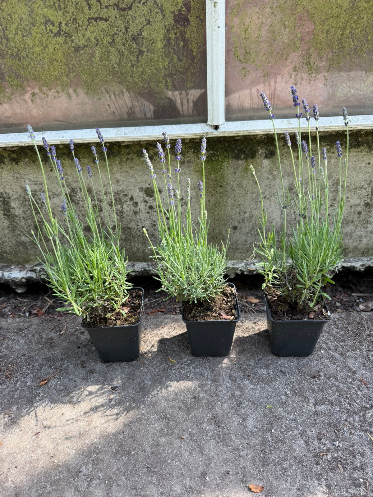 Lavendel hidcote met bloem nog 150 met bloemen, Ophalen of Verzenden, Vaste plant, Overige soorten, Volle zon