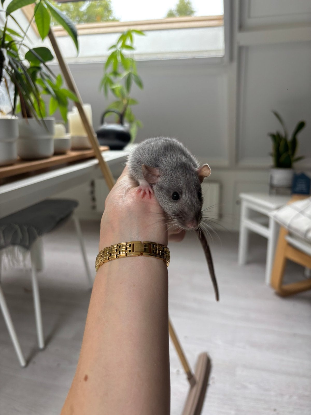 Tamme rat vrouw te koop met spoed weg!, Dieren en Toebehoren, Rat, Februari, Vrouwelijk, Tam
