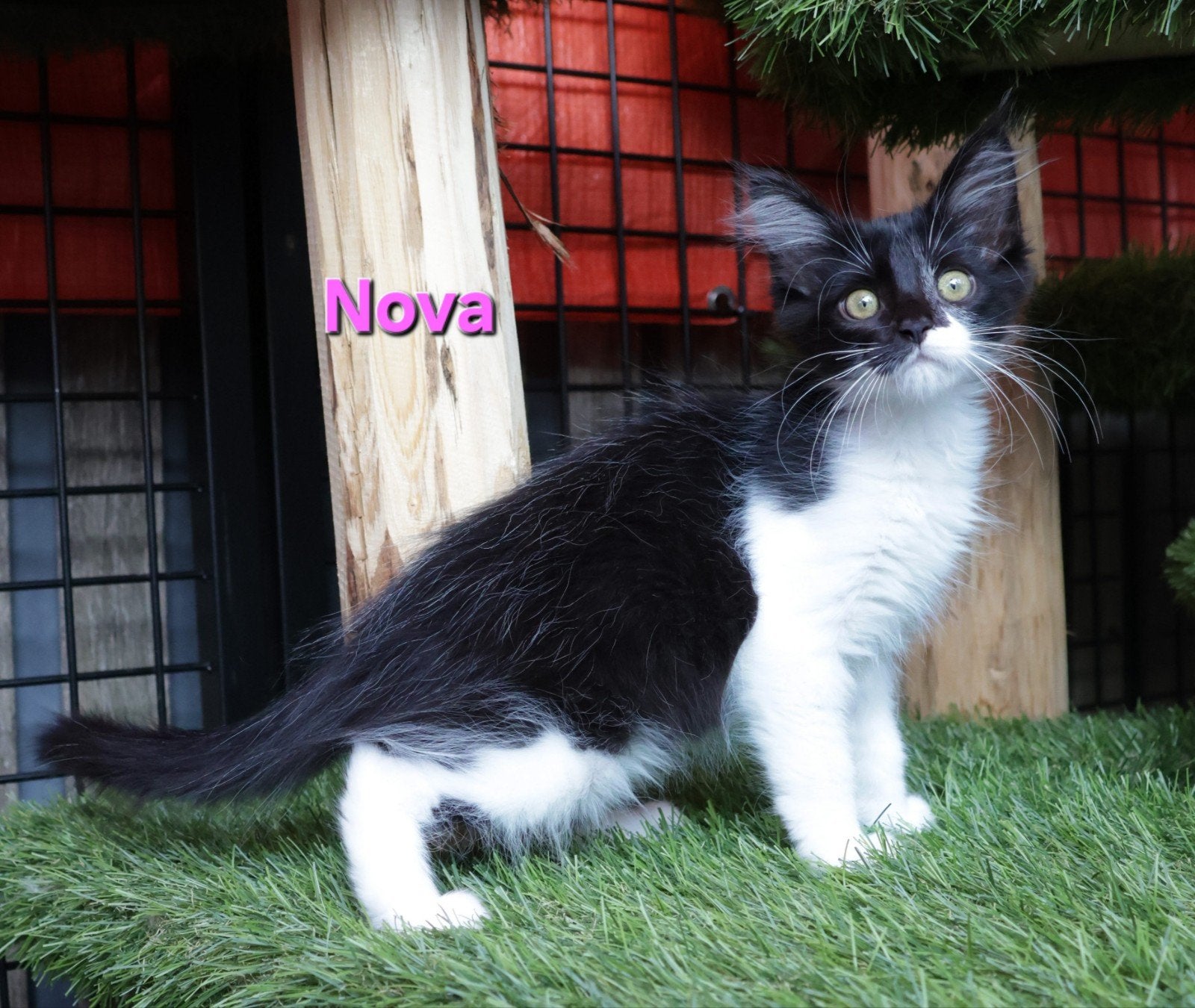 Lieve Maine Coon x American Ringtail kitten zoekt goudenmand, Meerdere dieren, Ontwormd, 0 tot 2 jaar