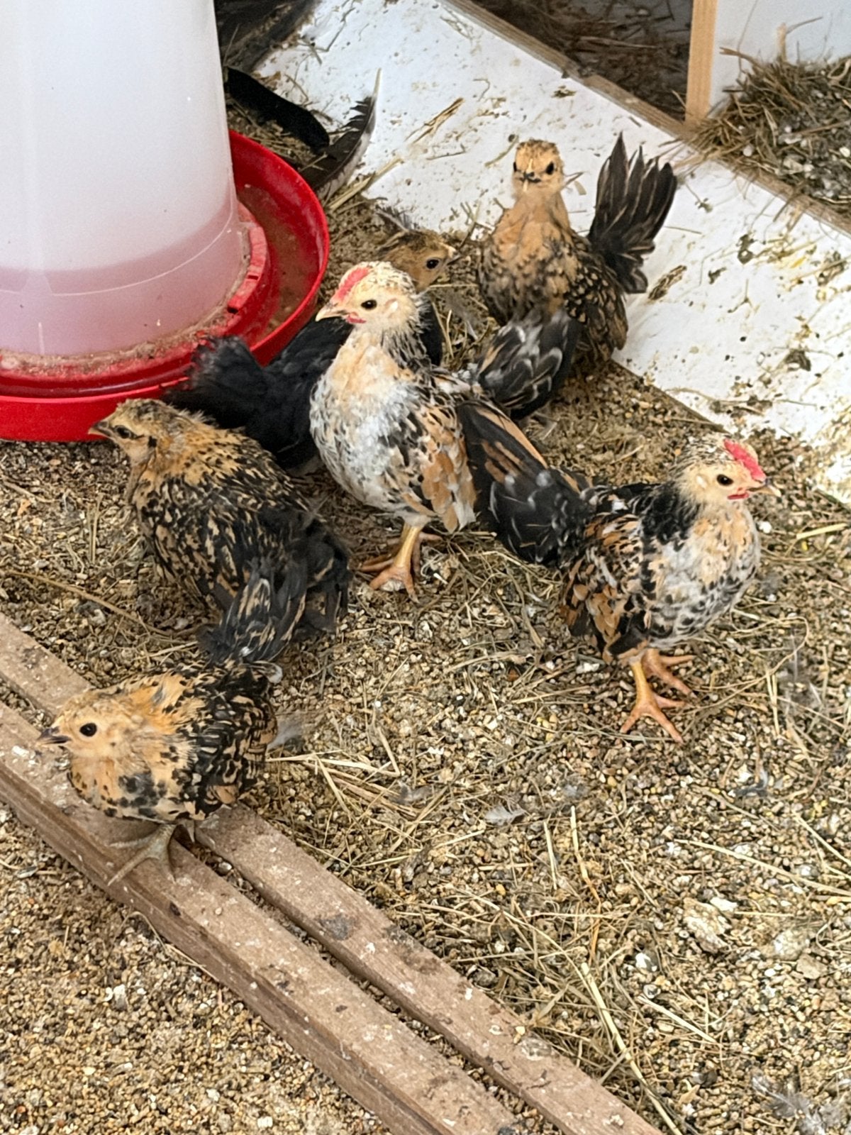 Mooie jonge serama’s hennen en haantjes, Meerdere dieren, Kip