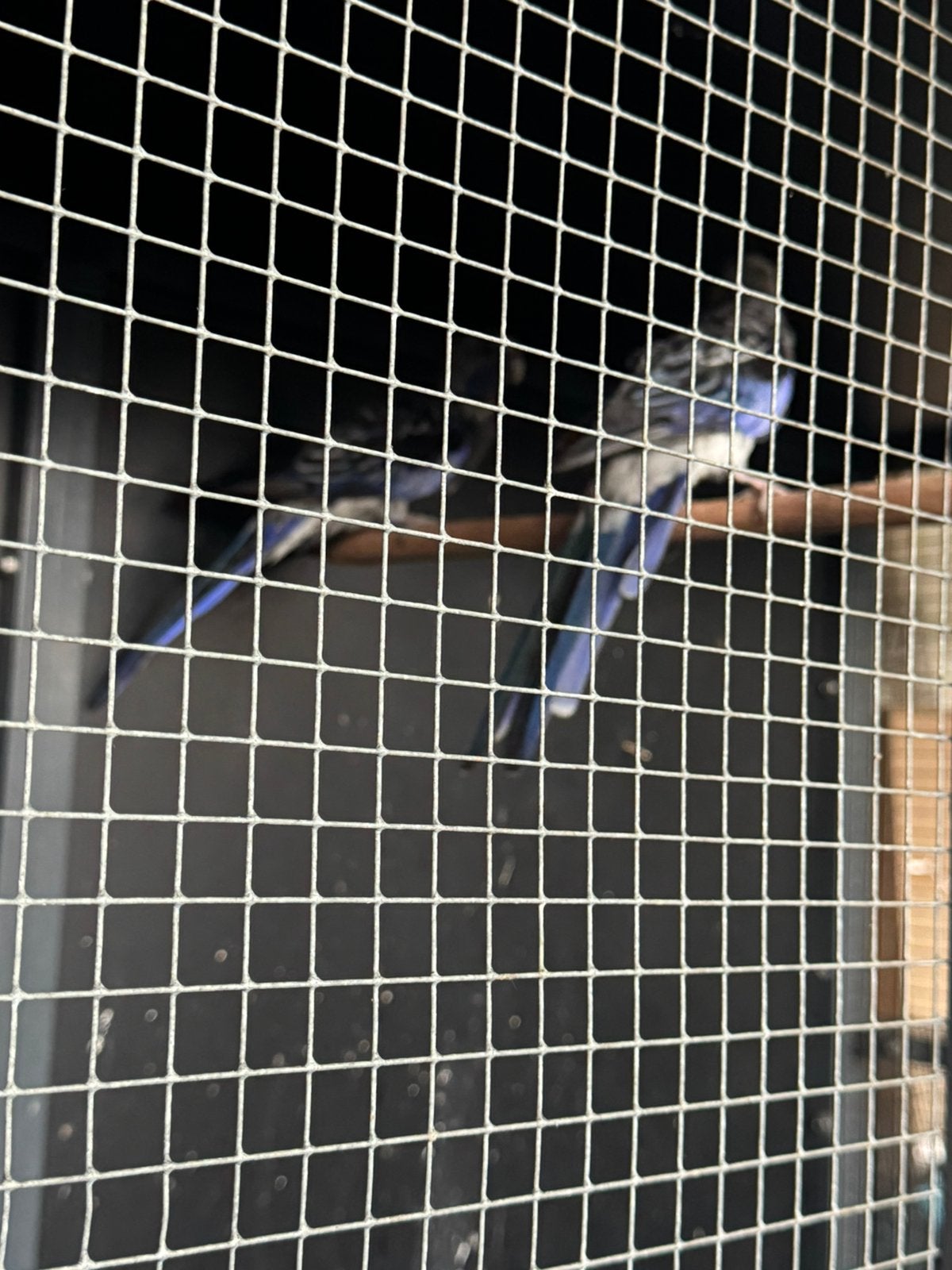 Koppel blauwe penanten, Dieren en Toebehoren, Meerdere dieren, Parkiet, Geringd