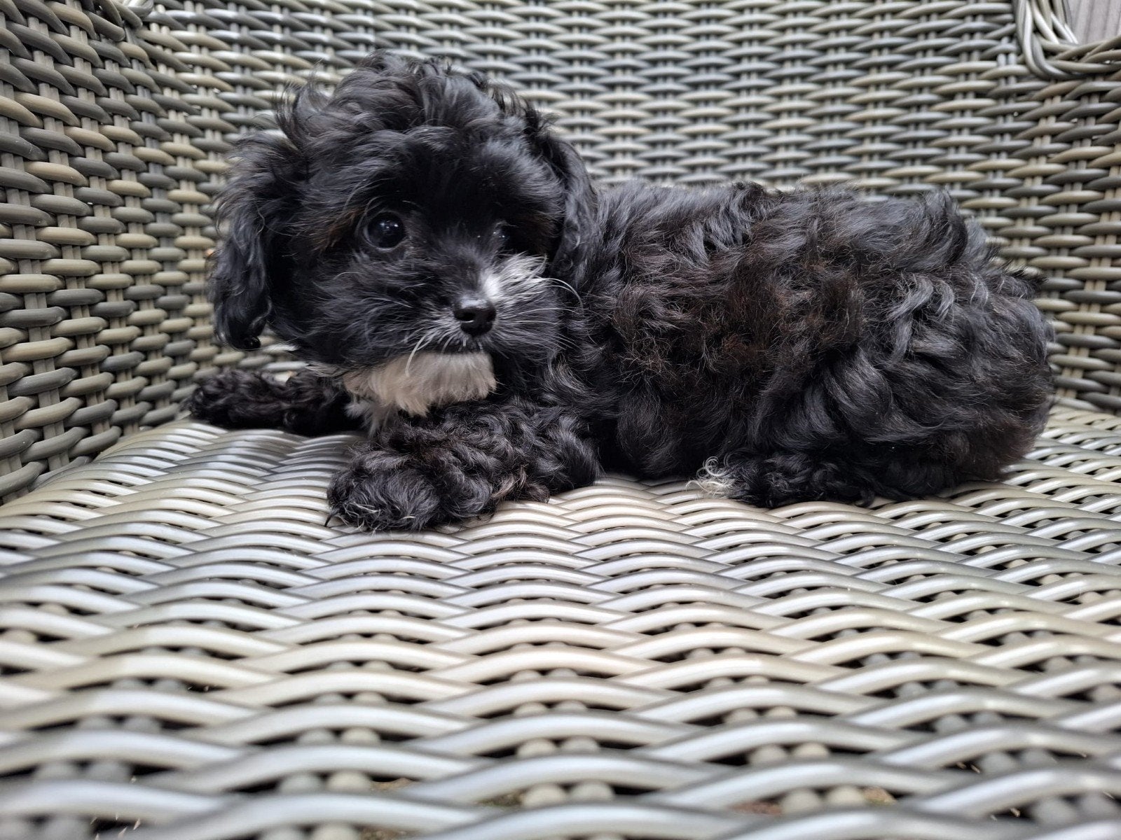 Maltipoo/Boompoo pup teefje, Dieren en Toebehoren, Overige rassen, 8 tot 15 weken, Teef, Meerdere