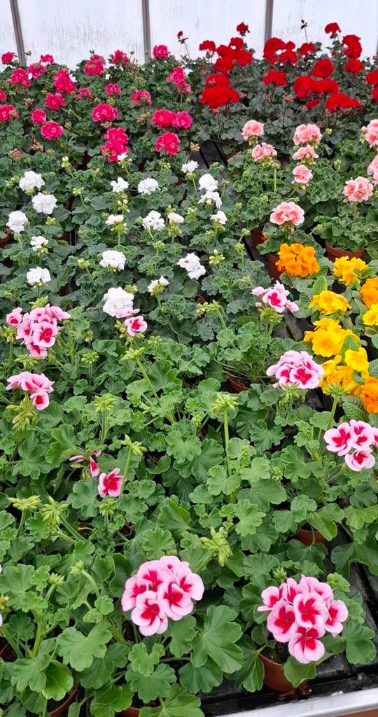 Perkgoed diverse, Ophalen, Overige soorten, Volle zon