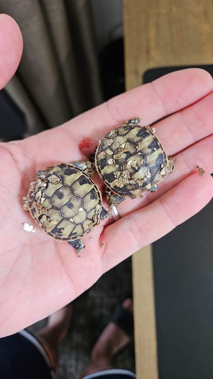 Prachtige jonge landschildpadjes Tortoise photo 10