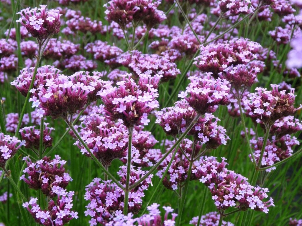 Tuinplanten, Ophalen, Vaste plant, Overige soorten, Halfschaduw