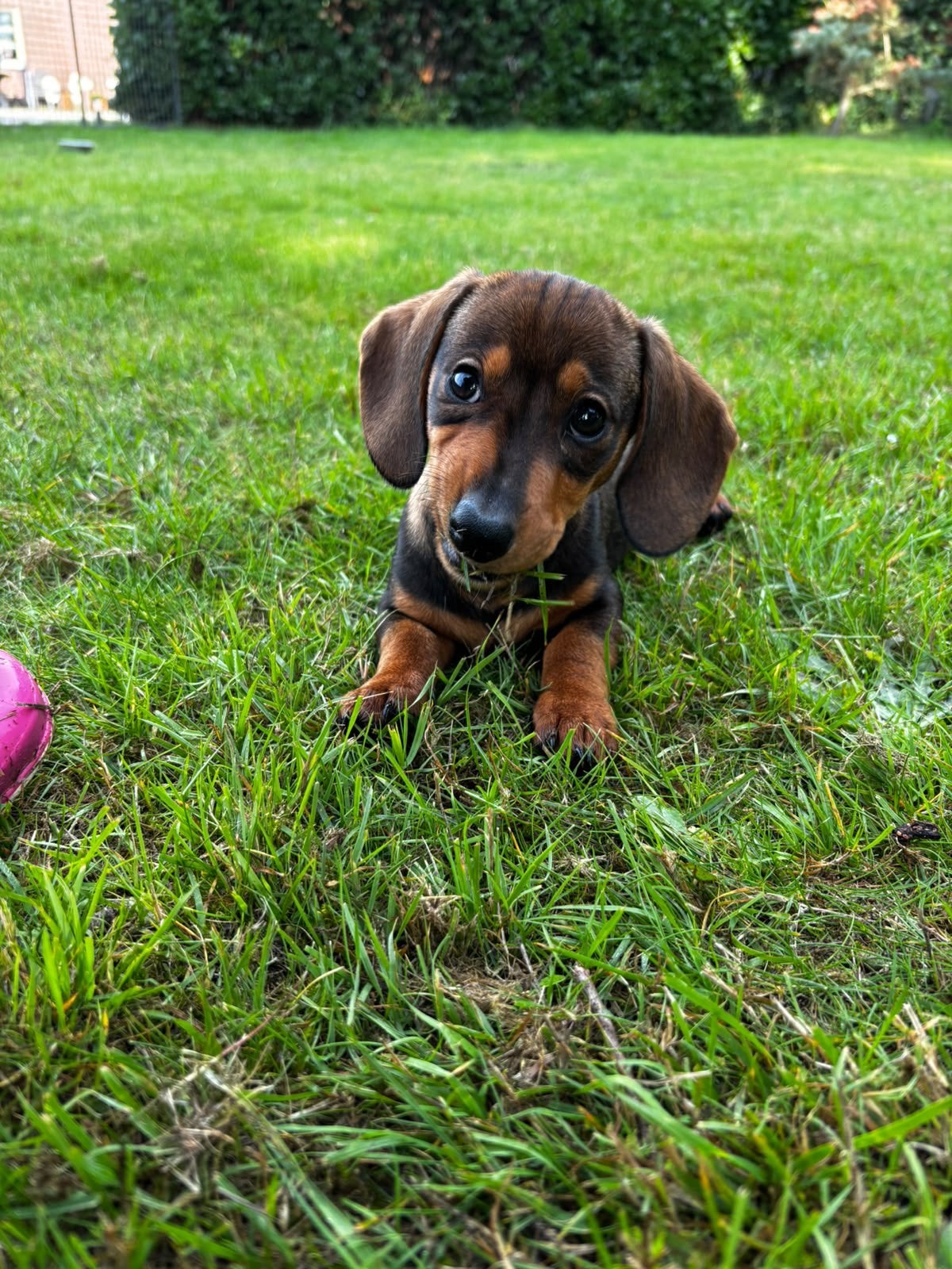 Te koop erg mooie kortharige dwergteckel pups, Dieren en Toebehoren, Nederland, 15 weken tot 1 jaar, CDV (hondenziekte), Dwerg