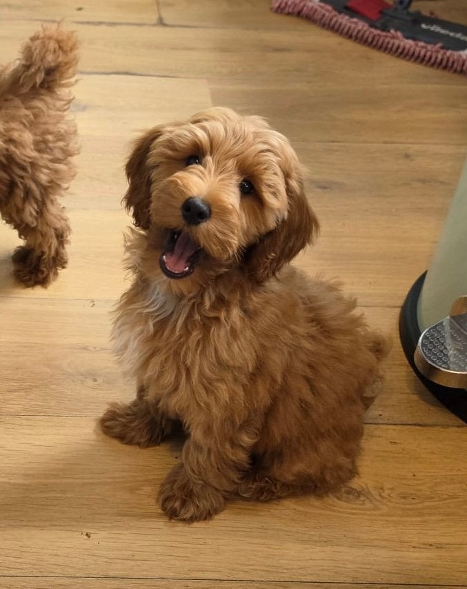 Maltipoo reu, Dieren en Toebehoren, Honden | Chihuahua's en Gezelschapshonden, 8 tot 15 weken, Parvo, Eén hond, Nederland