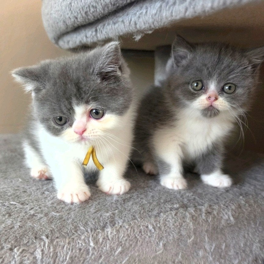 2 kittens Britse korthaar x perzische langhaar, Dieren en Toebehoren, Kater