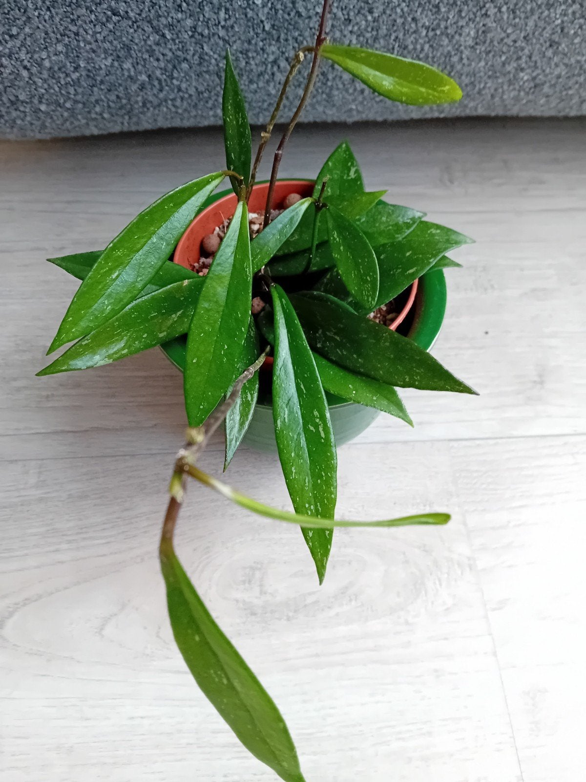 Hoya pubicalyx - Zonder bloempot, Ophalen of Verzenden