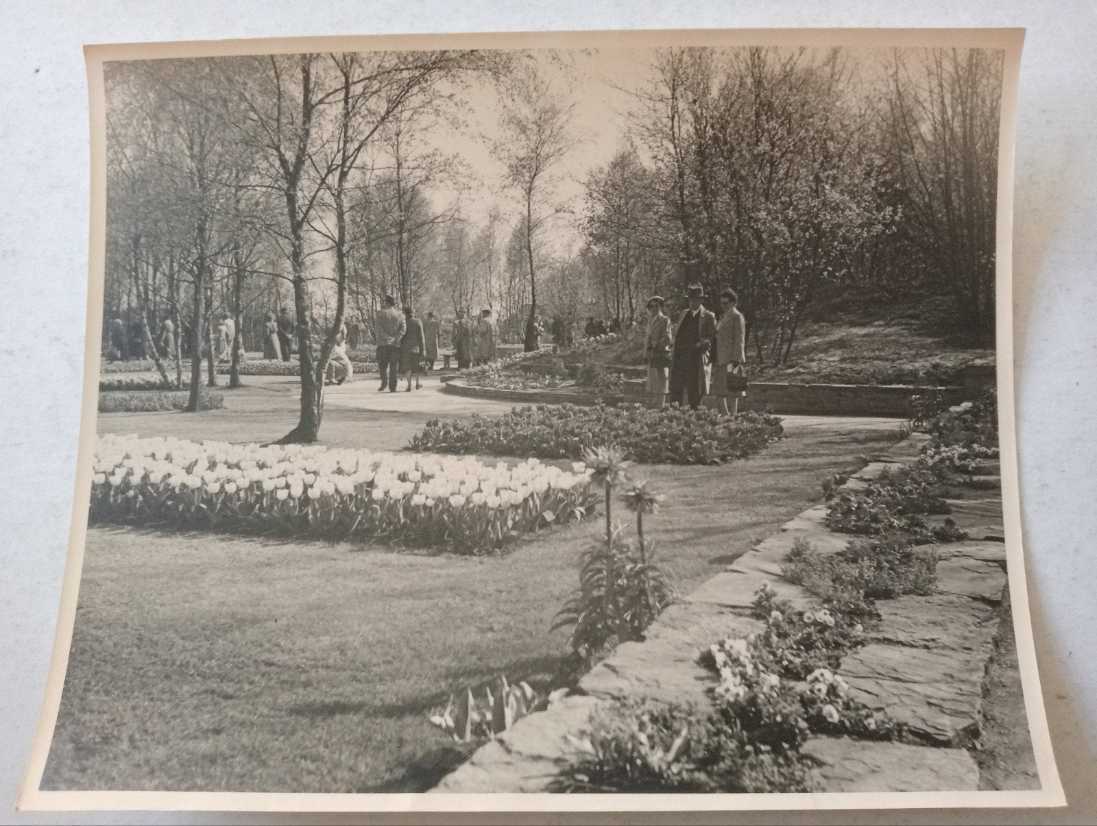 Piet Pijnenburg Oude foto De Keukenhof, Ophalen of Verzenden, 1940 tot 1960, Gebruikt, Overige onderwerpen