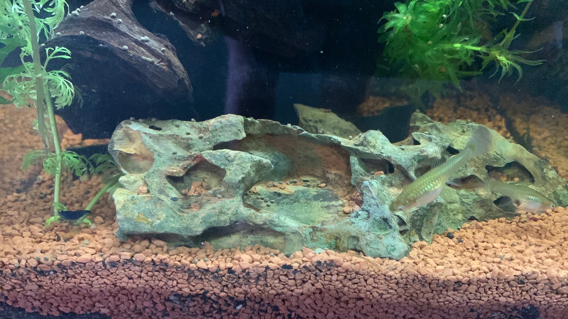 Gratis ophalen endler baby guppies, Dieren en Toebehoren, Ophalen of Verzenden