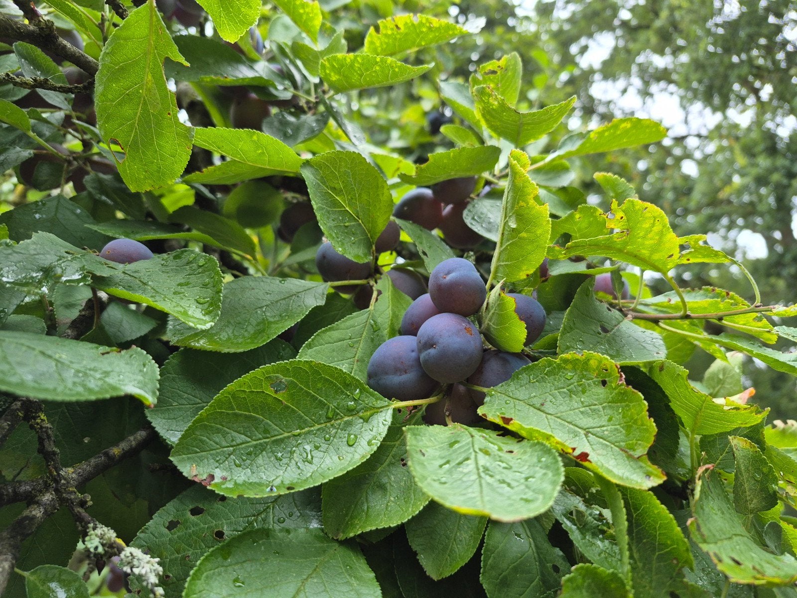 PRUIMEN, Tuin en Terras, Planten | Fruitbomen, Ophalen, Minder dan 100 cm, Overige soorten, Zomer