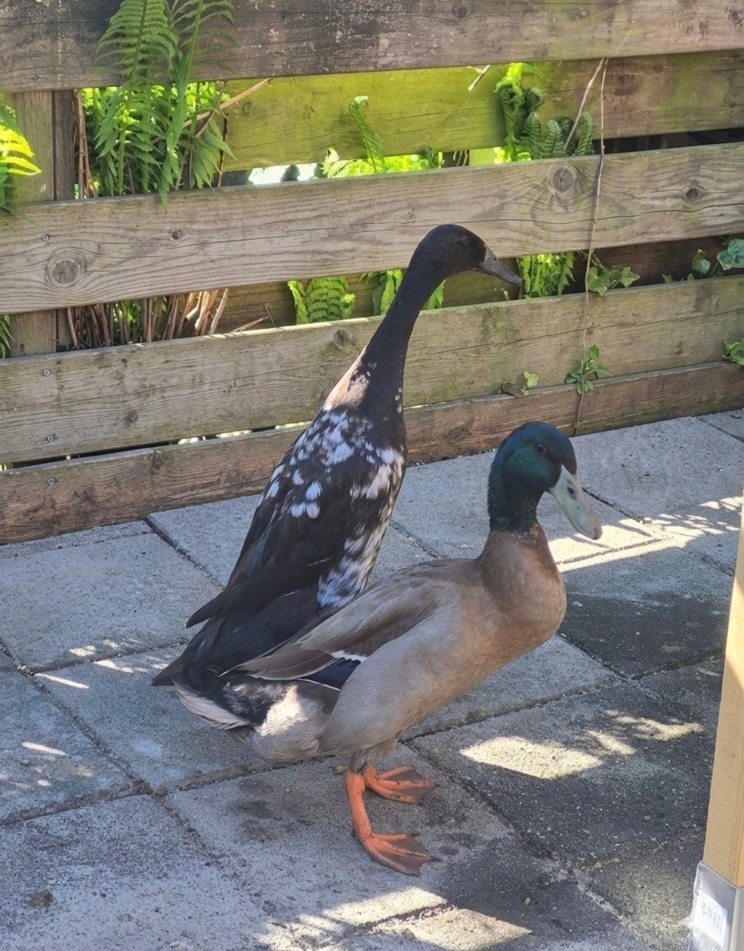 €5,00 Indische loopeend, Geslacht onbekend, Eend