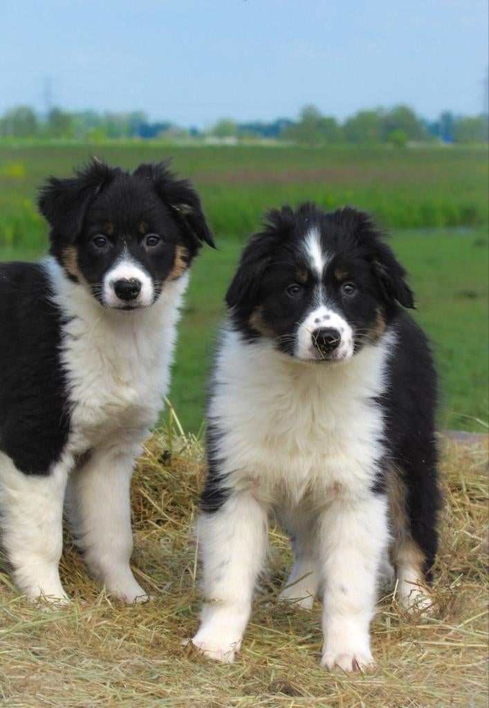 75% australian shepherd X 25% border collie pups zoeken baas, Dieren en Toebehoren, Honden | Herdershonden en Veedrijvers, Parvo