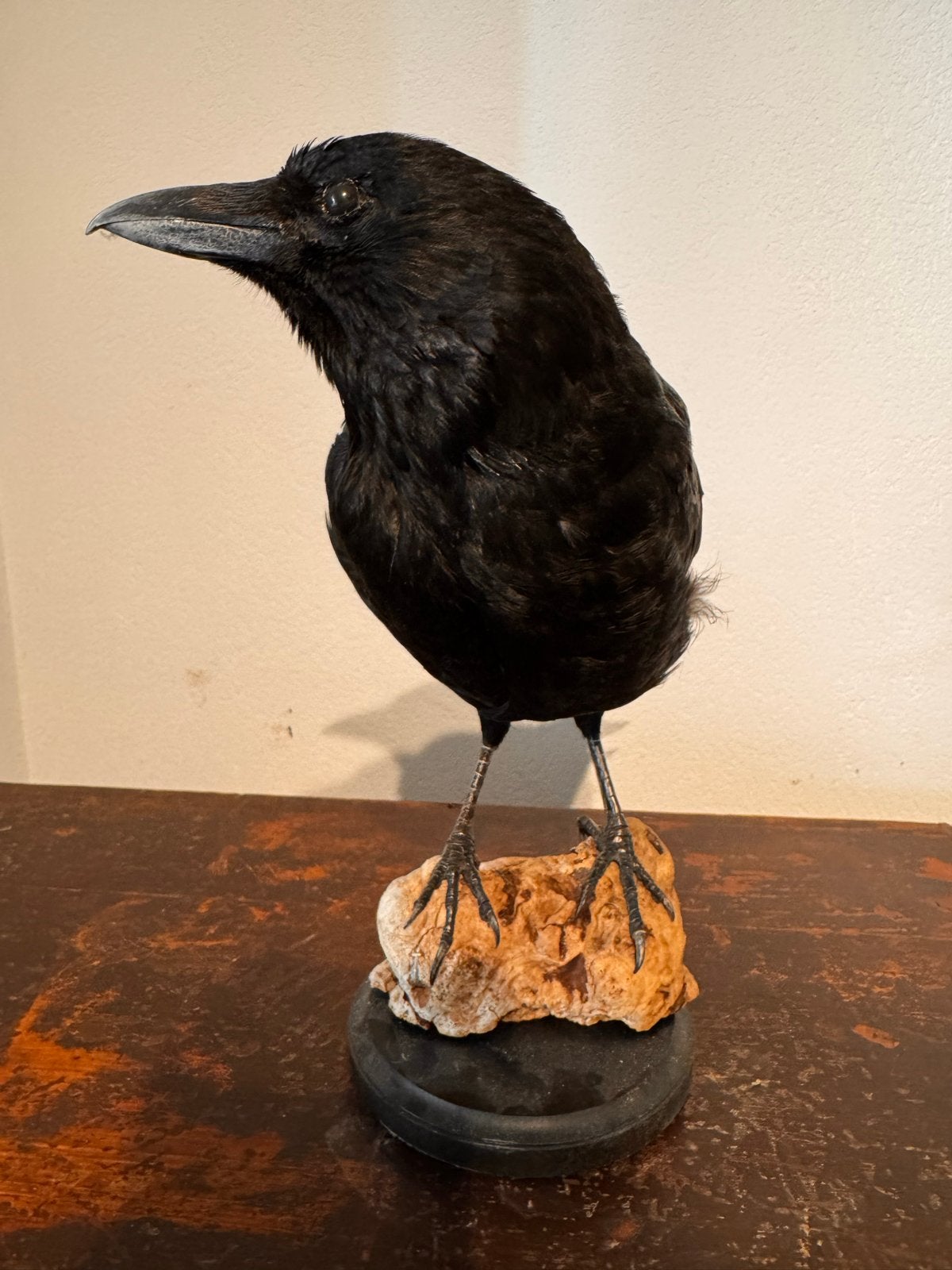 Opgezette Kraai - Decoratief en Uniek, Ophalen, Gebruikt, Vogel, Opgezet dier