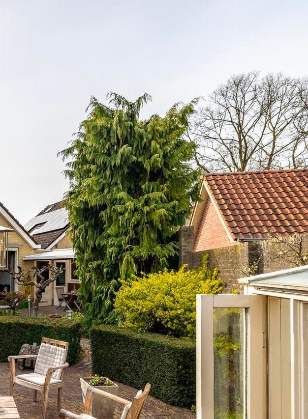 Conifeer / cipres, Tuin en Terras, Ophalen, Bloeit niet, Halfschaduw, Overige soorten