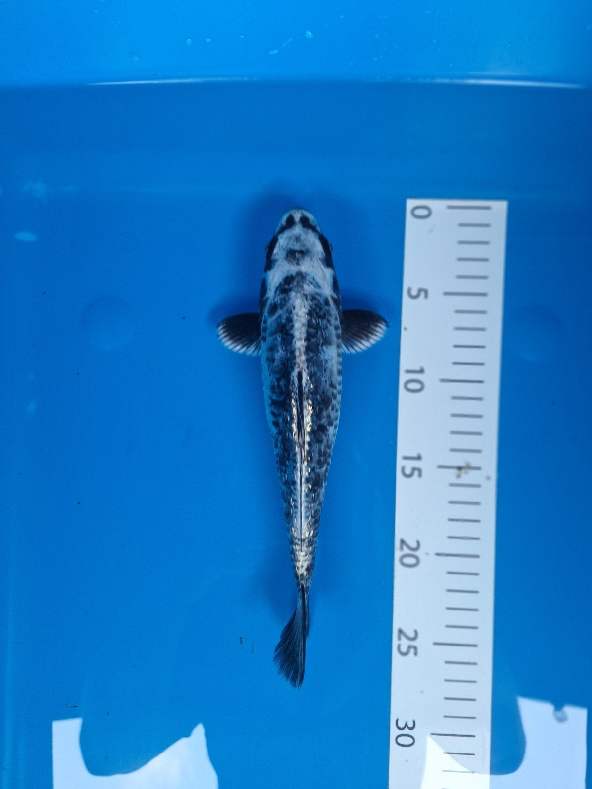 japanse koi, Karper of Koi