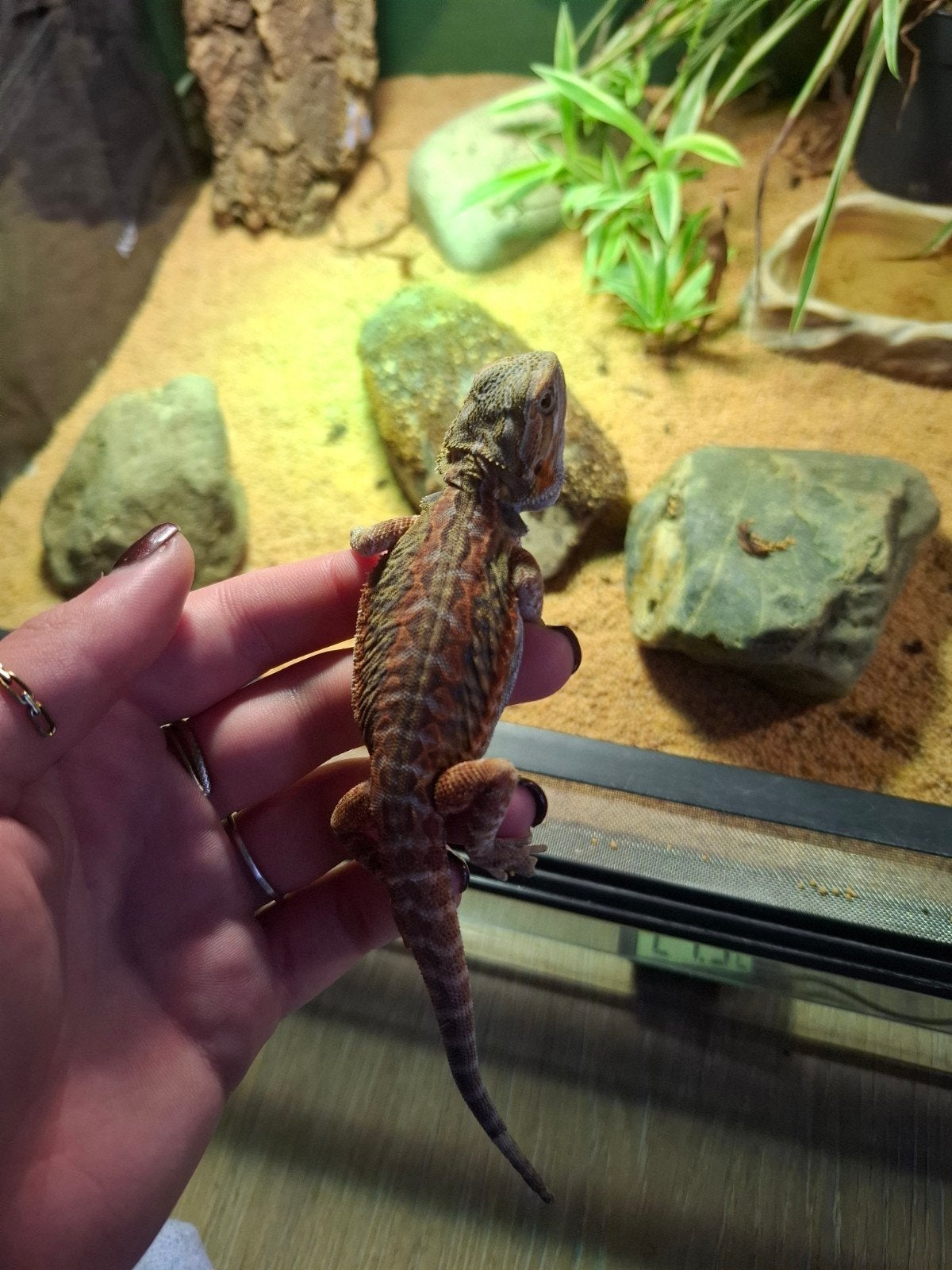 Leatherback baardagaam Bearded Dragon photo 10