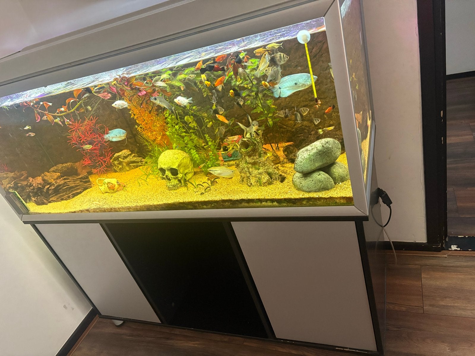 Compleet aquarium 120 cm inclusief meubel kijk omschrijving, Ophalen, Zo goed als nieuw, Gevuld zoetwateraquarium