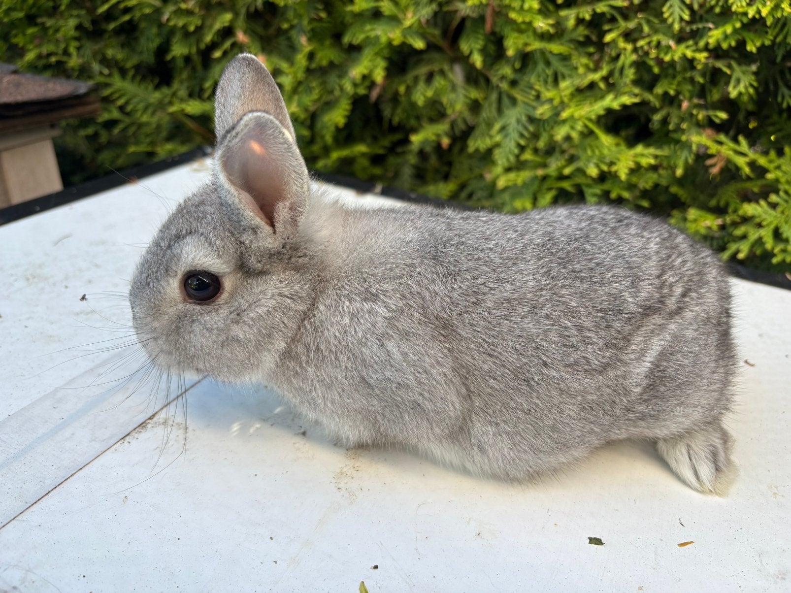 Jonge konijntjes, Dieren en Toebehoren, Konijnen, Meerdere dieren, Dwerg