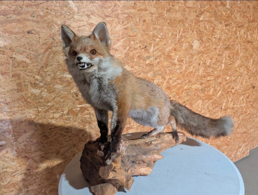 Rode vos Taxidermie volledige montage - vulpes, Ophalen of Verzenden, Nieuw, Wild dier, Opgezet dier