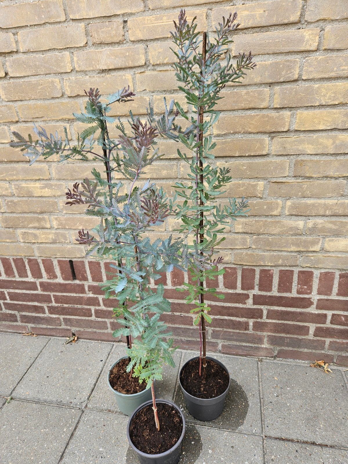 Echte mimosa, Acacia bayleana purpurea., Ophalen, Overige soorten, 100 tot 250 cm