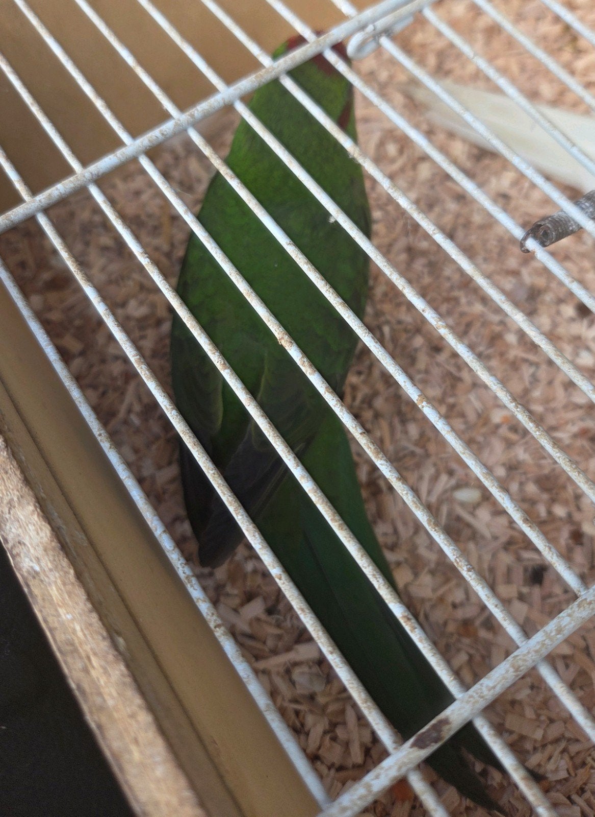 2 kakariki poppen, Vrouwelijk