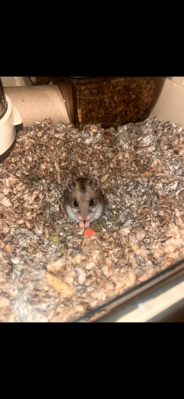 Hamster met kooi incl toebehoren., Dieren en Toebehoren, Hamster, Juli, Vrouwelijk, Tam
