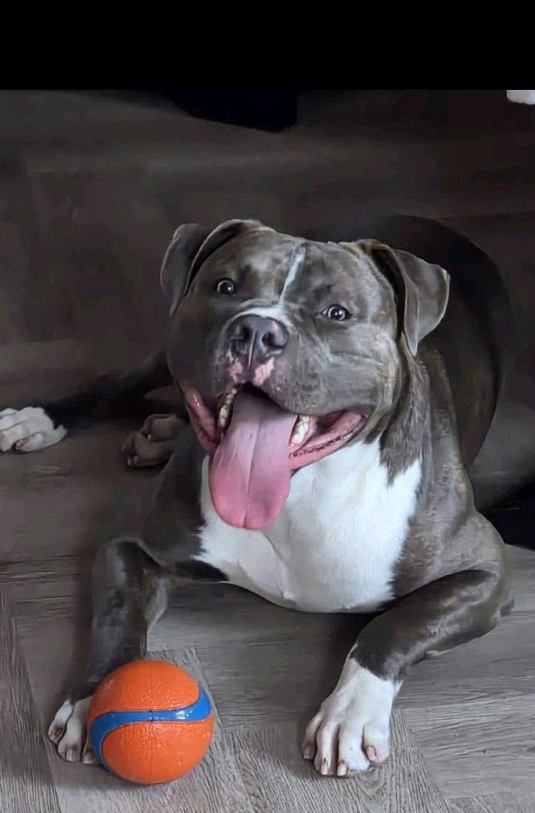 bully xxl reu zoekt goed huis, Reu, 1 tot 2 jaar, Bulldog, Eén hond