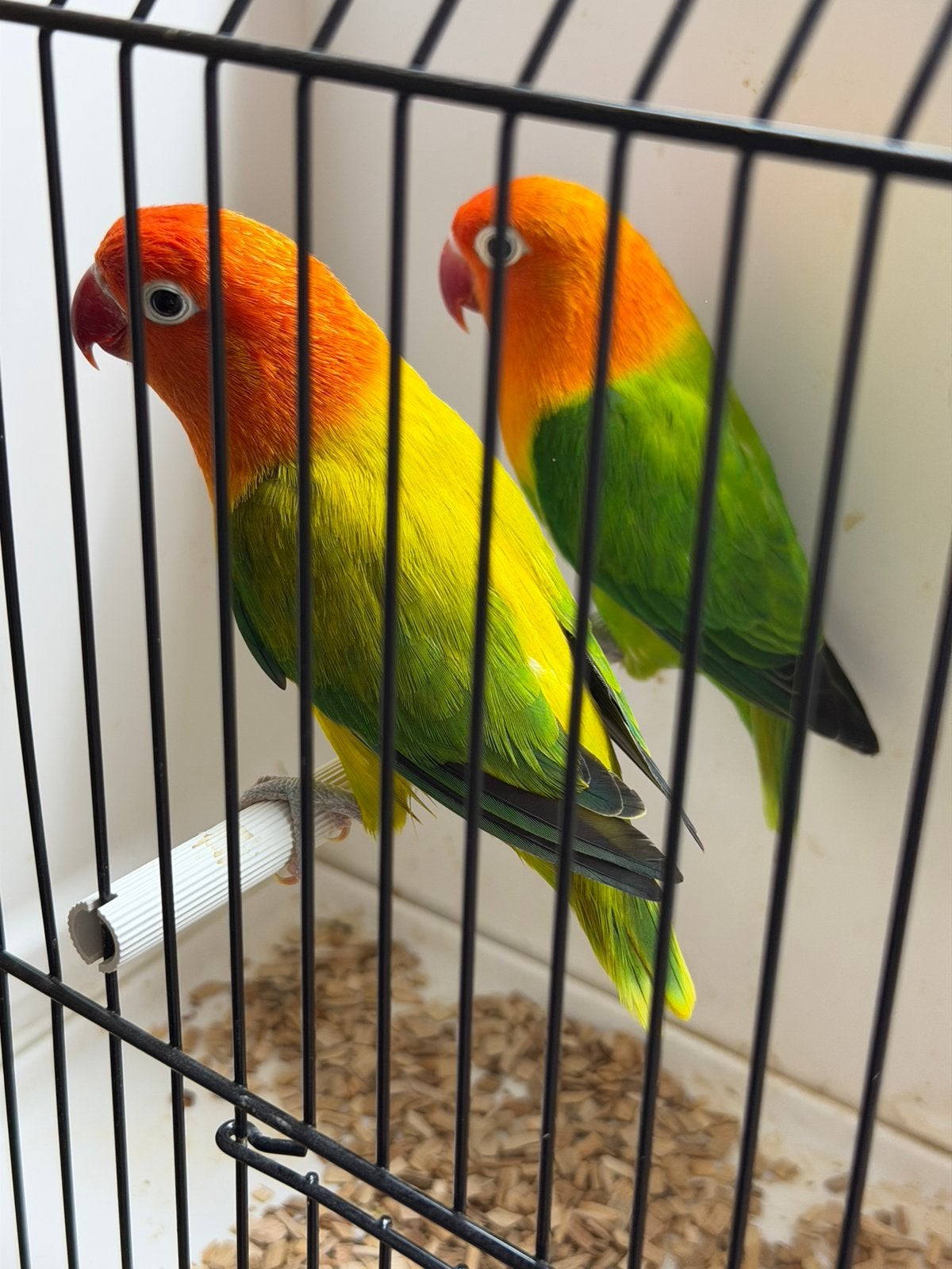 Koppel opaline x opaline eewing 2025!, Meerdere dieren, Parkiet