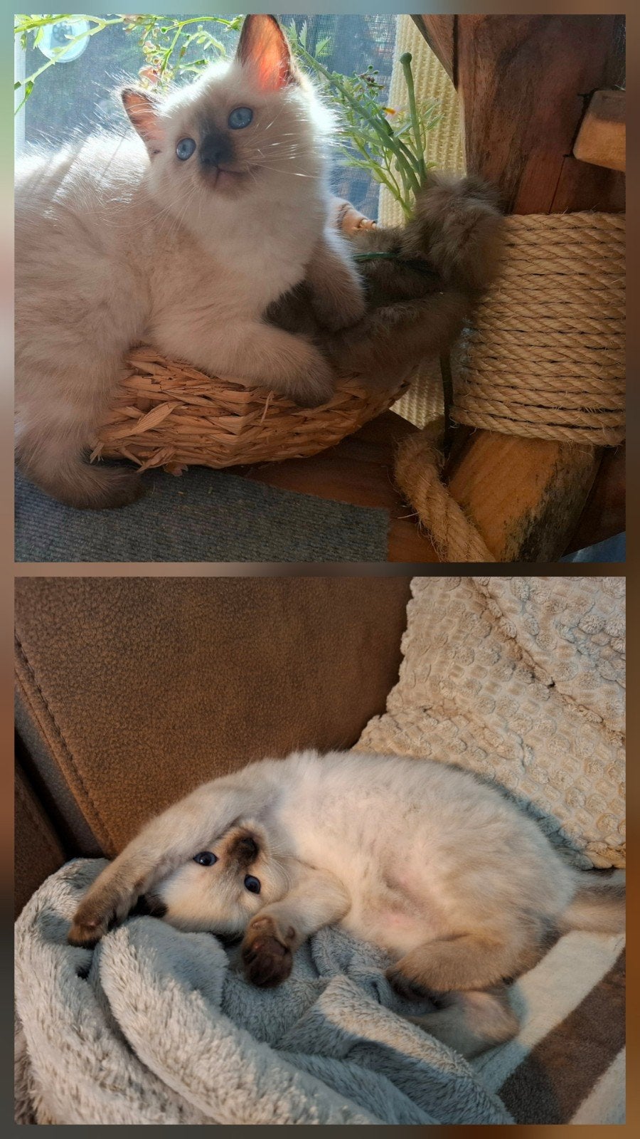 ❣️Ragdoll kitten (katertje) + vaccinatie️ kan verhuizen, Dieren en Toebehoren, Katten en Kittens | Raskatten | Langhaar, Kater