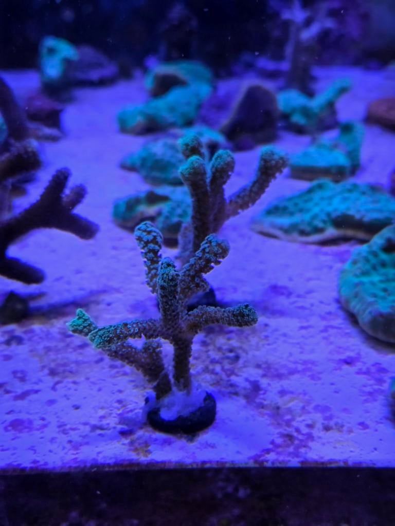 Seriatopora Guttatus, Vis, Zoetwatervis