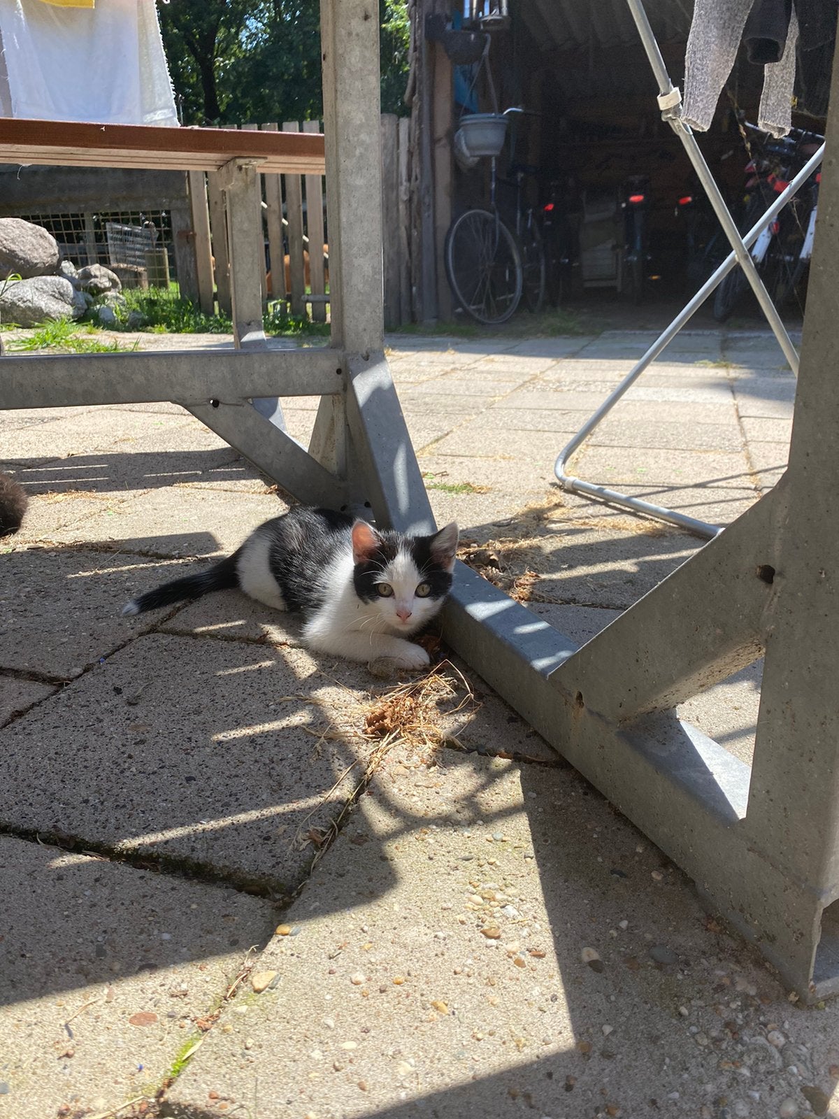 Boerderij kittens, Kater