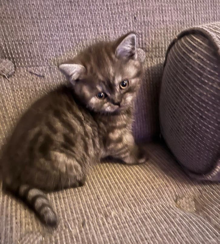 🩵nog 1 black smoke/tabby katertje britse korthaar kitten 🩵, Meerdere dieren, Ontwormd