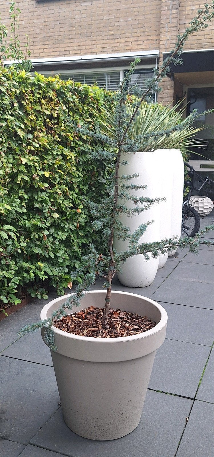 Gave grote beige pot met grijze ceder boom, Ophalen, Zomer, Halfschaduw, Overige soorten