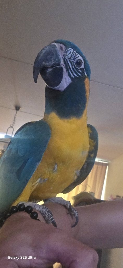 Blauwkeel ara, Mannelijk, Papegaai, Geringd