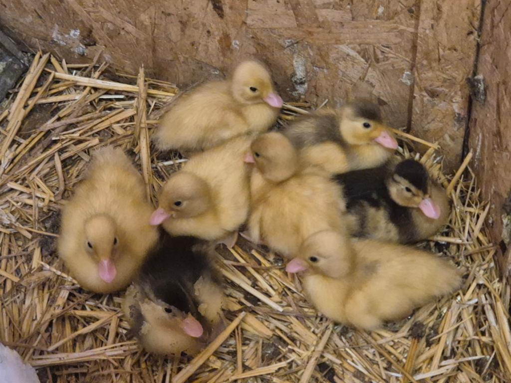 8 jonge kwakertjes te koop, Dieren en Toebehoren, Pluimvee, Geslacht onbekend, Eend