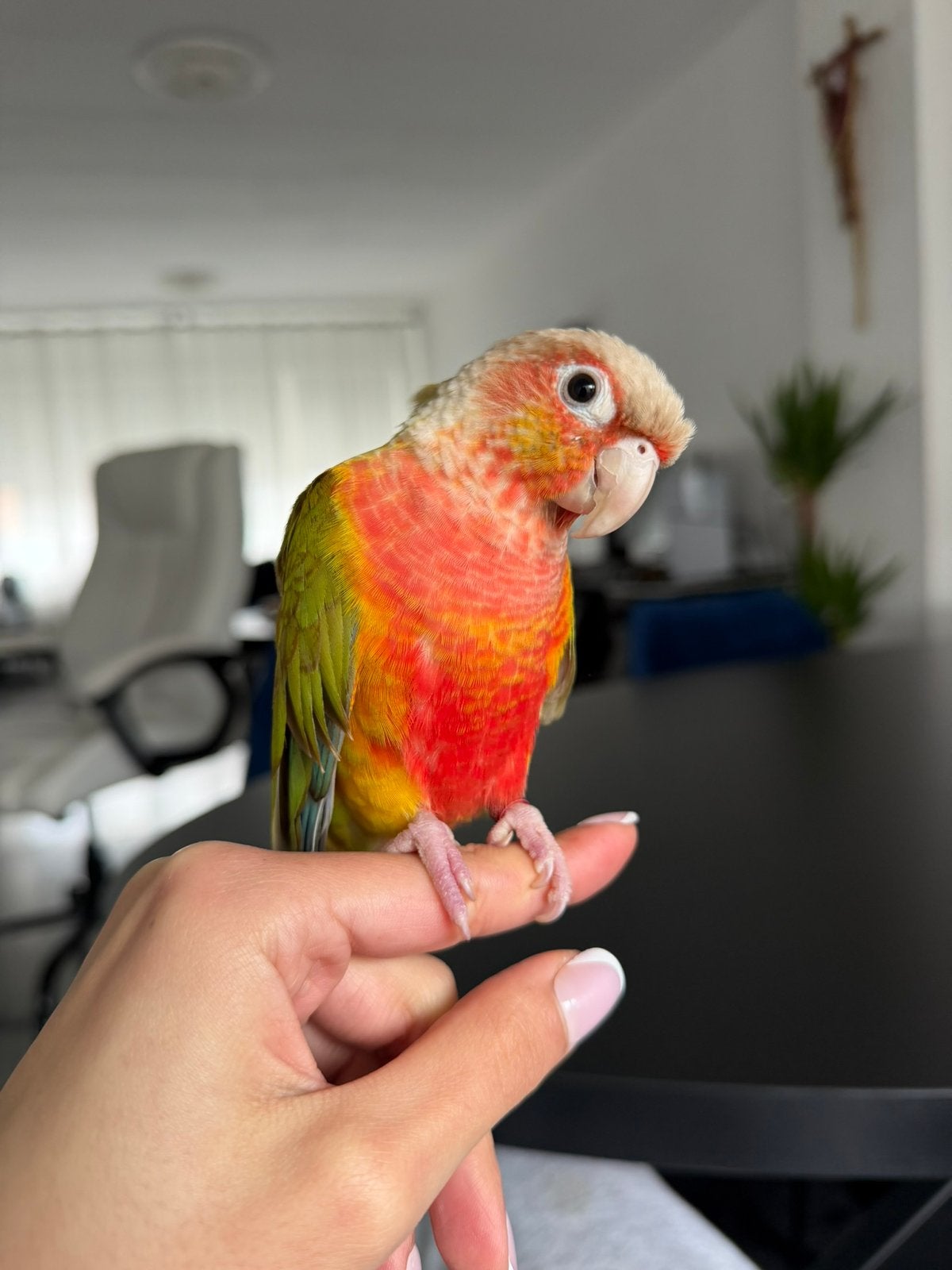 Pyrrhura te koop, Geslacht onbekend, Dwergpapegaai of Agapornis, Geringd