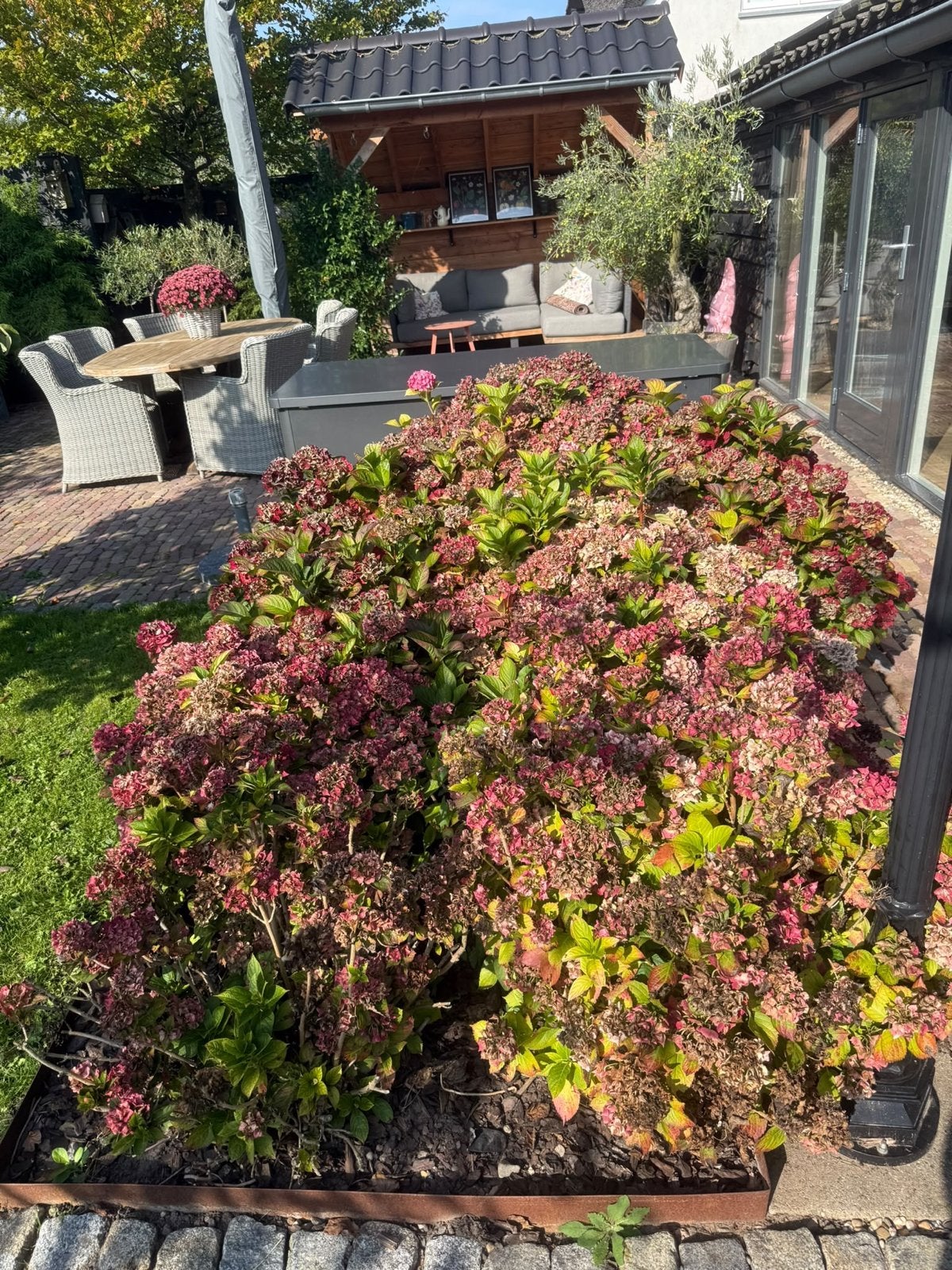Prachtige Hortensia's voor uw tuin, Vaste plant, Halfschaduw, Zomer, Ophalen