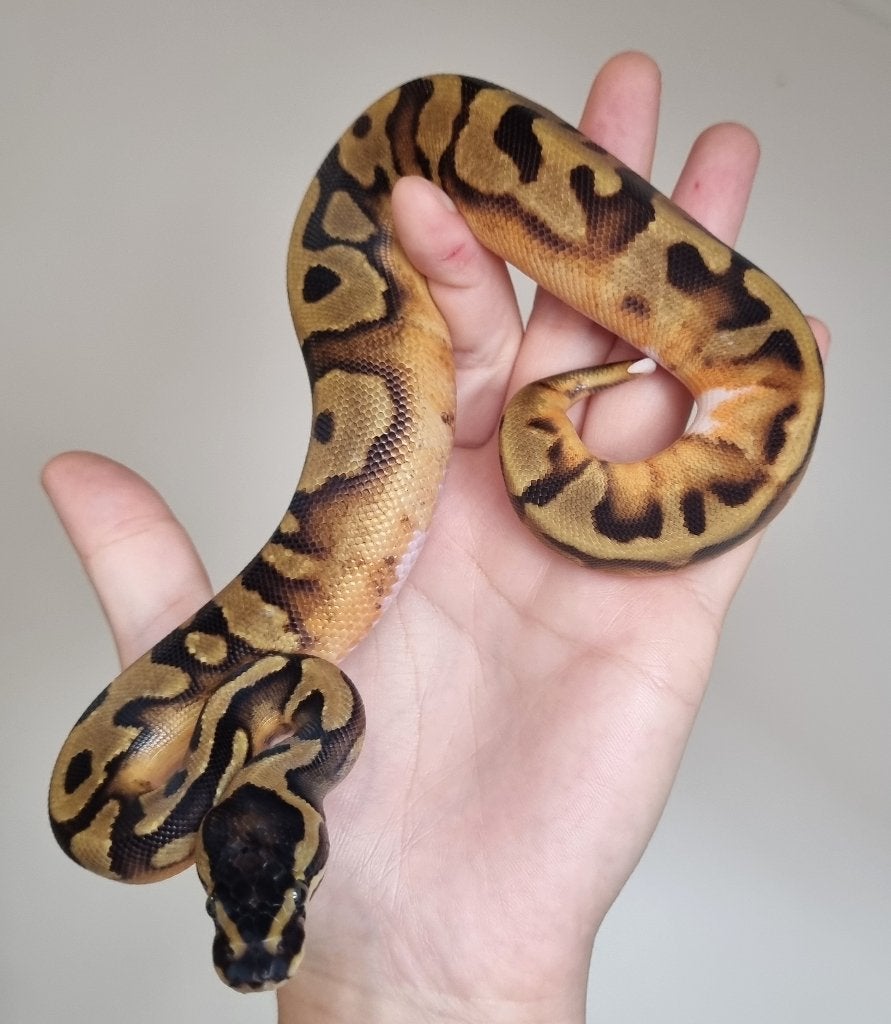 0.1 enchi piebald koningspython python regius Ball Python photo 3