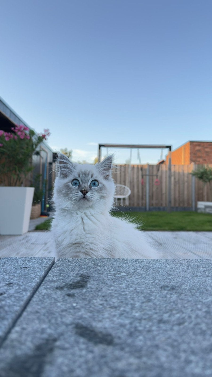 Vriendinnetje gezocht, Dieren en Toebehoren, Katten en Kittens | Raskatten | Korthaar