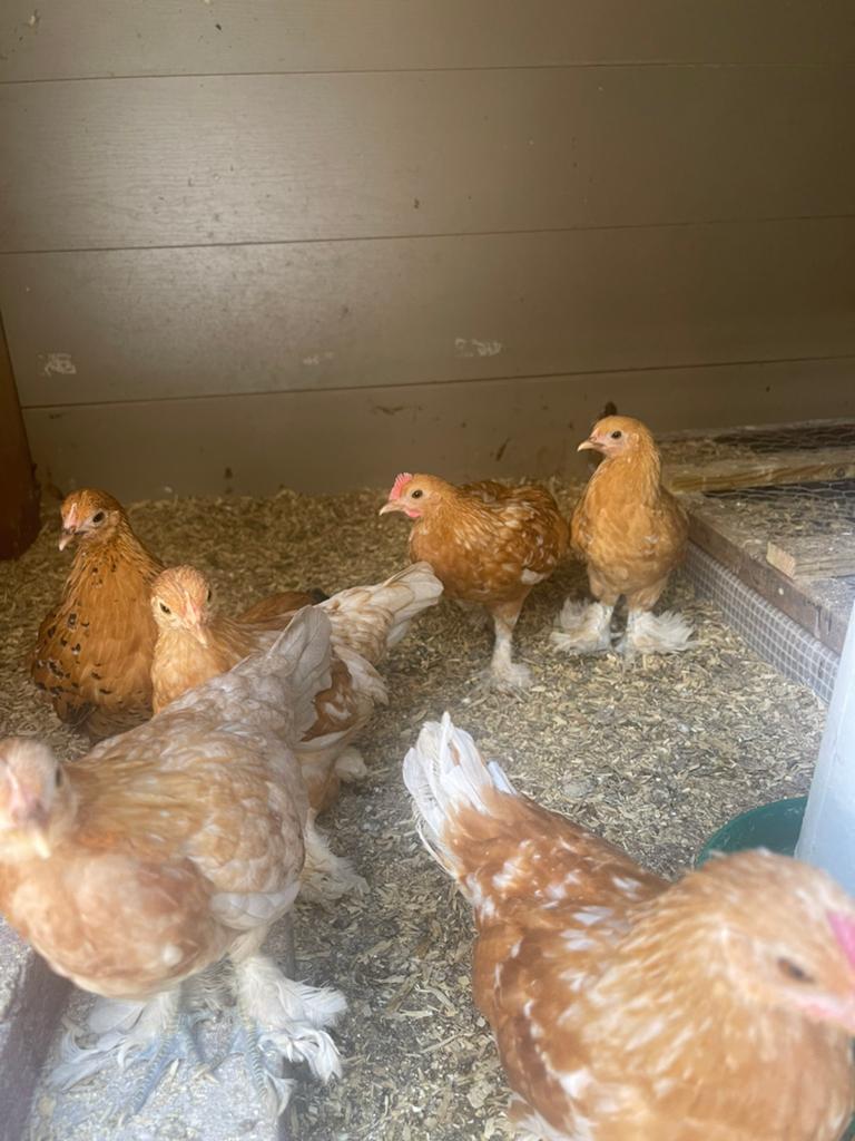 Sabelpoot kriel, Dieren en Toebehoren, Pluimvee, Kip, Vrouwelijk