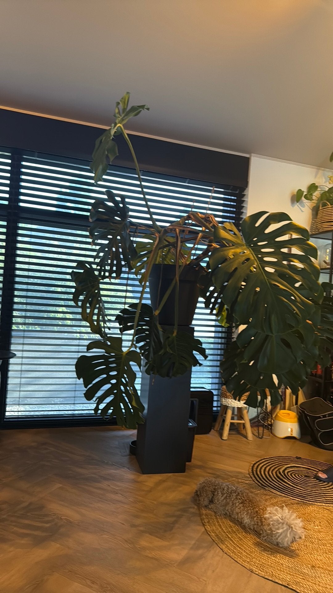 Grote plant