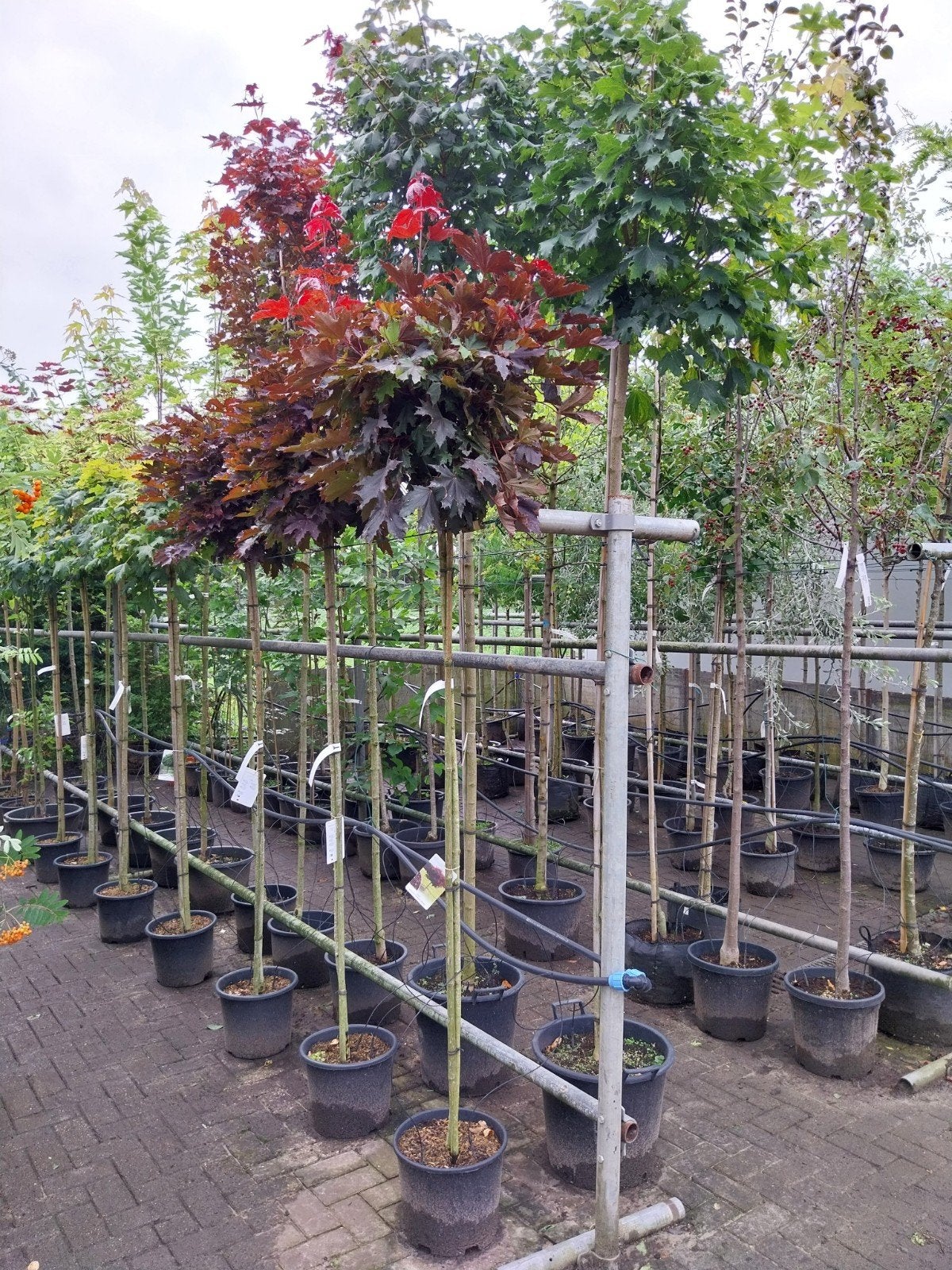 Diverse soorten bomen voor elke tuin, Lente, 250 tot 400 cm, Ophalen, Volle zon